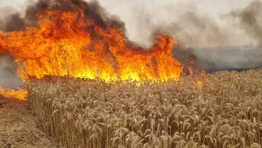 fire in wheat field