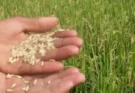 Monsoon hits paddy crop in Haryana