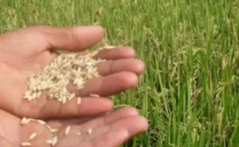 Monsoon hits paddy crop in Haryana