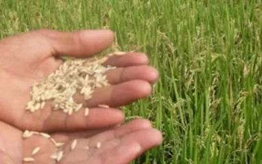 Monsoon hits paddy crop in Haryana