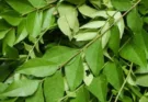 Curry leaves contain special digestive juices, which rapidly increase digestion.