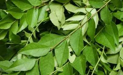 Curry leaves contain special digestive juices, which rapidly increase digestion.