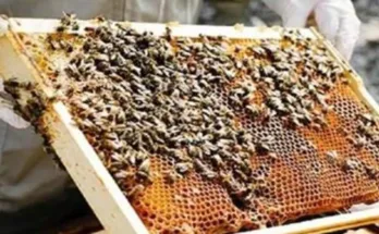 Haryana Government has taken a major decision in the interest of beekeepers and farmers of the state and expanded the scope of 'Mukham Mantri Bagwani Bima Yojana'.