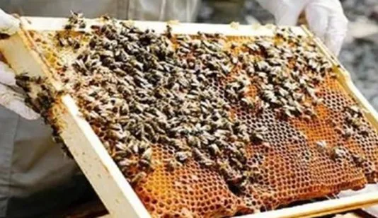 Haryana Government has taken a major decision in the interest of beekeepers and farmers of the state and expanded the scope of 'Mukham Mantri Bagwani Bima Yojana'.