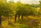 Heavy subsidy on horticultural crops in Haryana