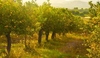 Heavy subsidy on horticultural crops in Haryana