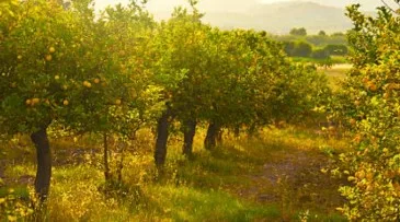 Heavy subsidy on horticultural crops in Haryana