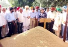 MLA S. Gurdit Singh Sekhon and DC Ruhal Chaba launched the government procurement of paddy in Faridkot Mandi