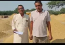 Paddy procurement and lifting continues uninterrupted in Dutaran Wali Mandi